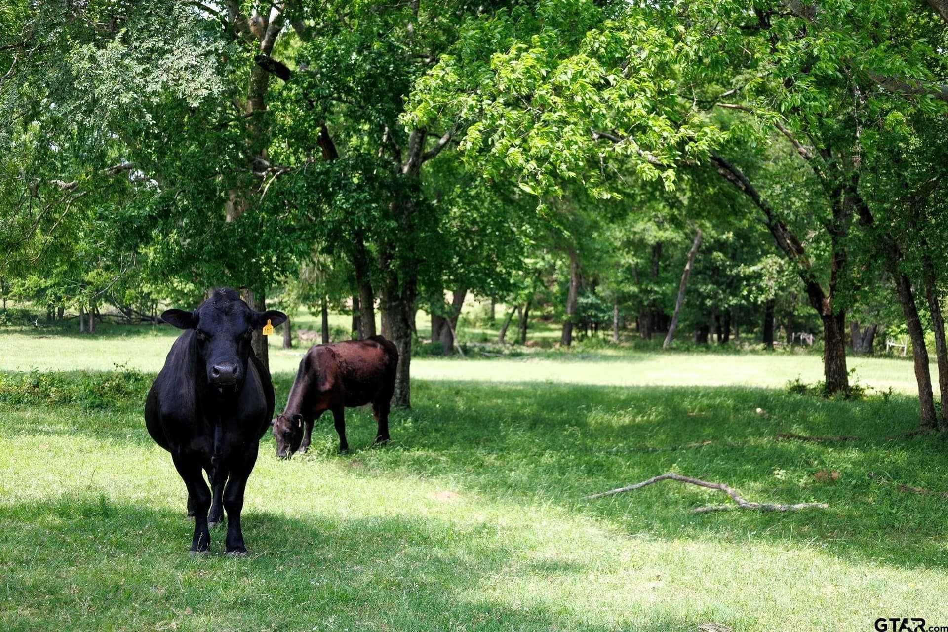 47.79 acres in Van Zandt County