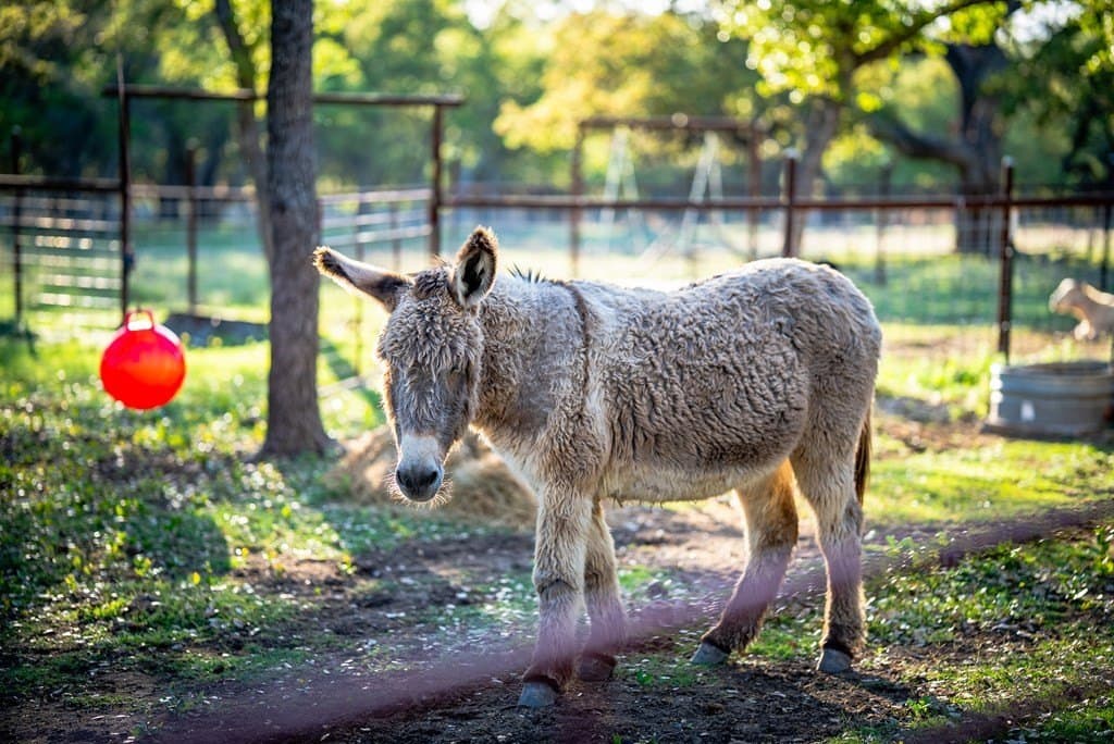 55.16 acres in Gillespie County featured view