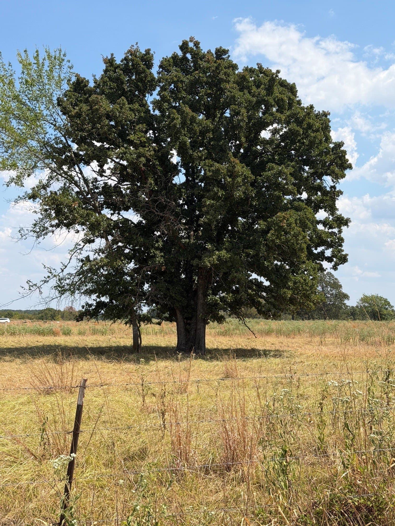 1.72 acres in Rains County - photo 3