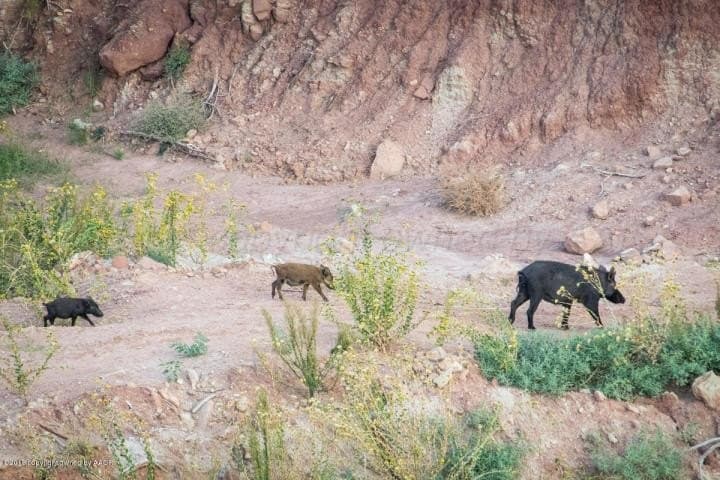 1.5 acres in Randall County gallery image 3
