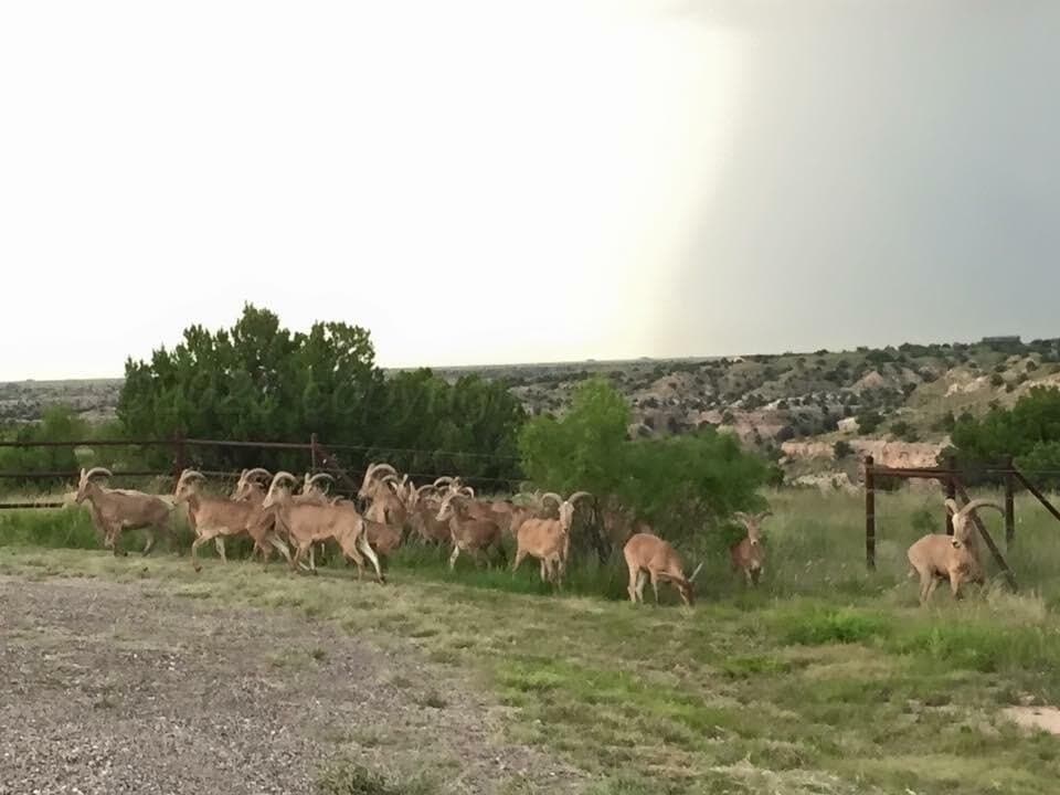 1.5 acres in Randall County - photo 12