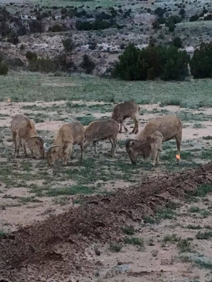 1.5 acres in Randall County - photo 15