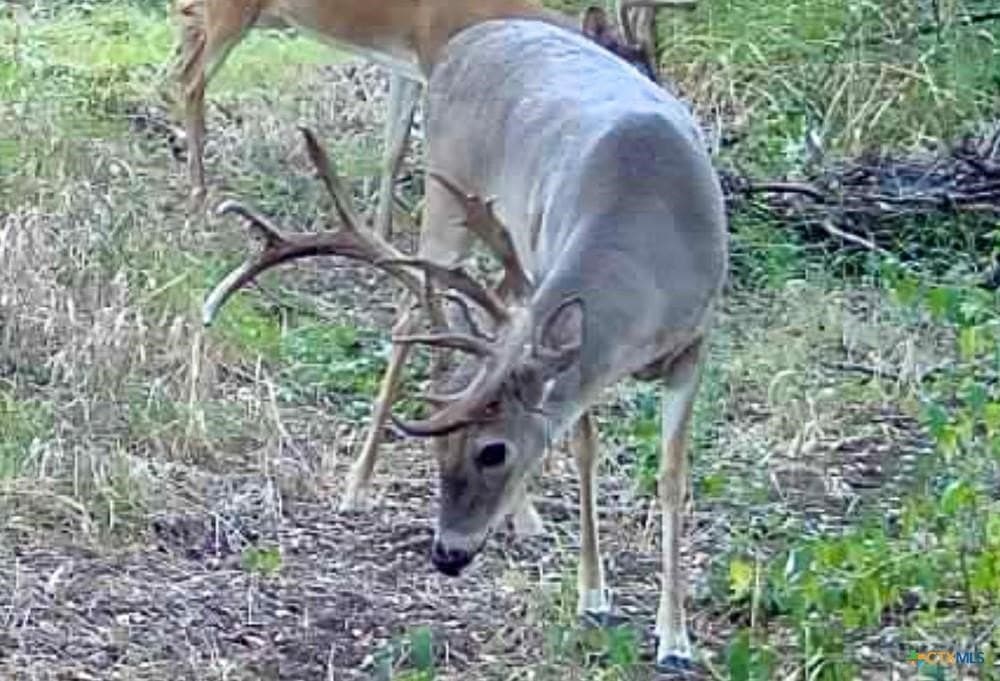 24.6 acres in Bell County - photo 30