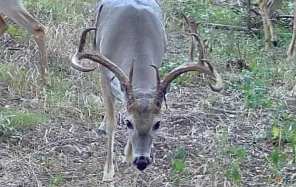 24.6 acres in Bell County - photo 31