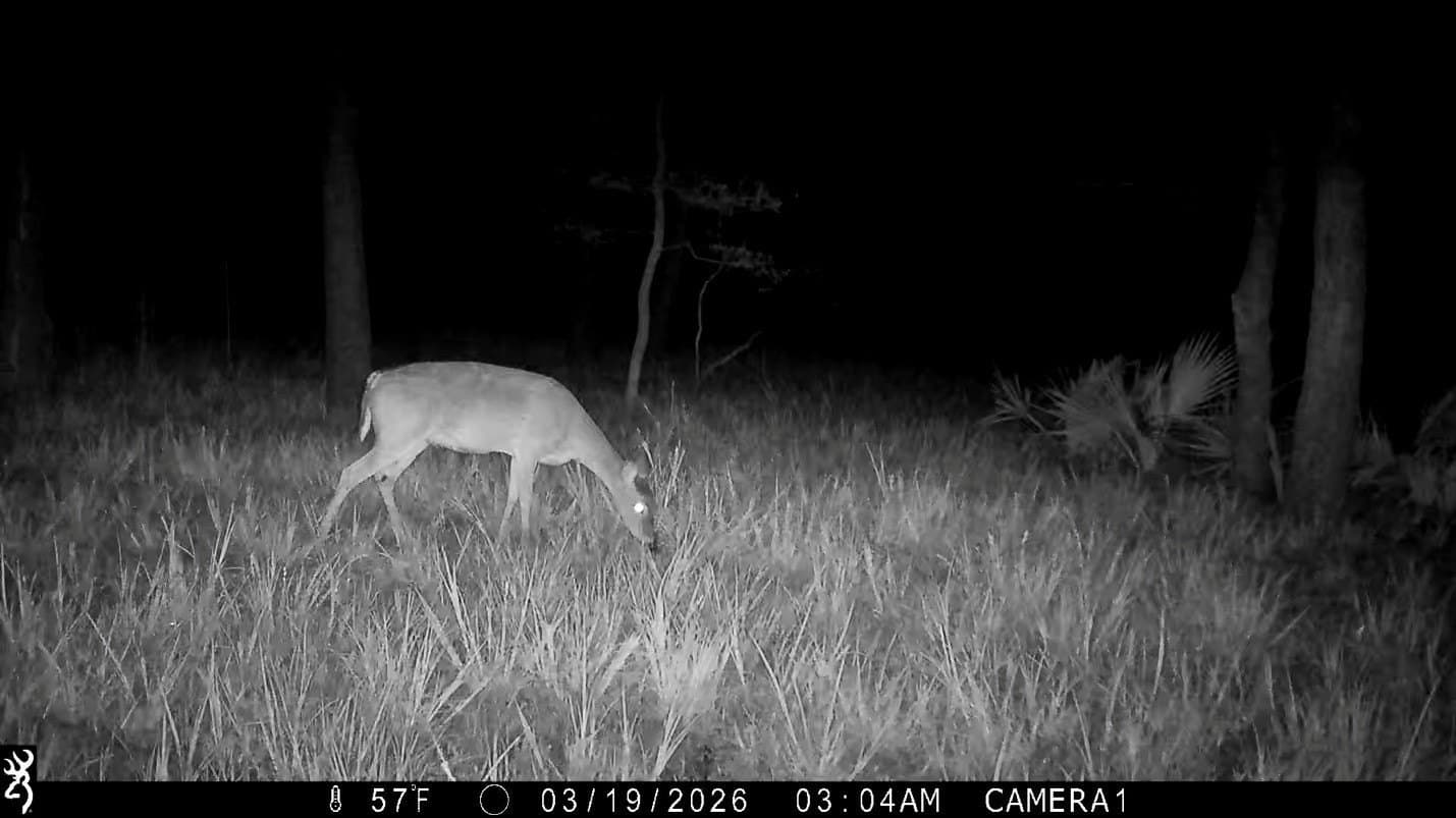 10 acres in Leon County - photo 3