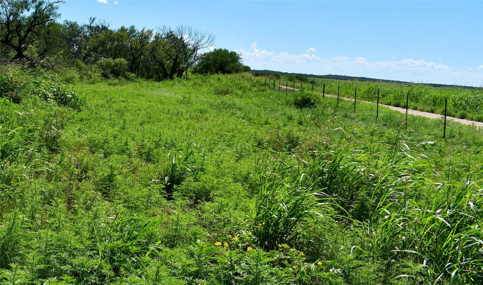 160.86 acres in McCulloch County gallery image 3