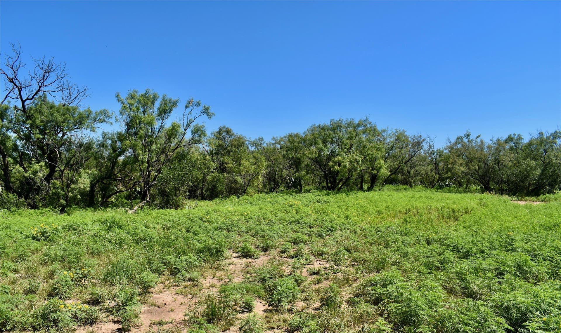 160.86 acres in McCulloch County gallery image 2