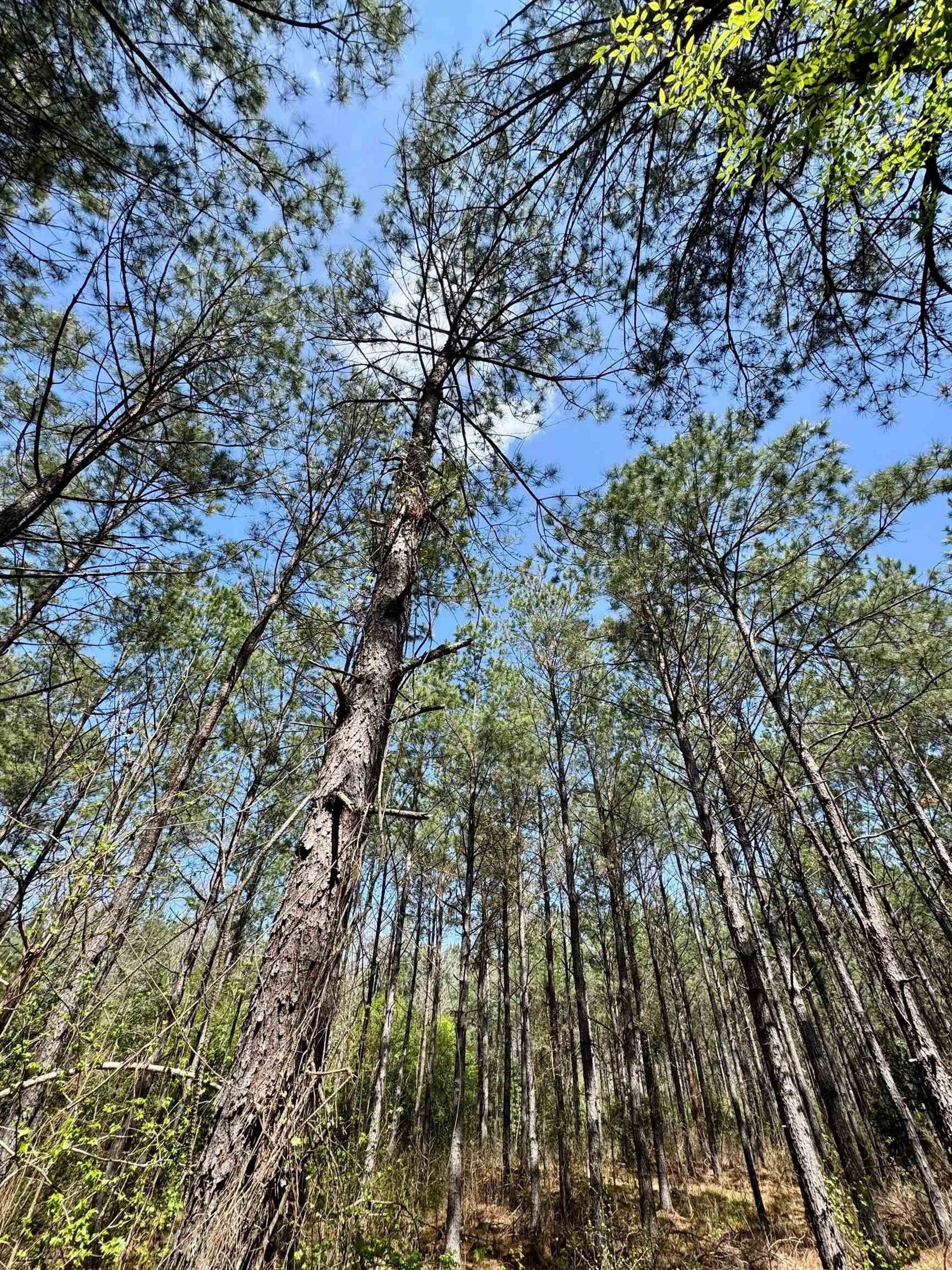 3 acres in Texas County featured view