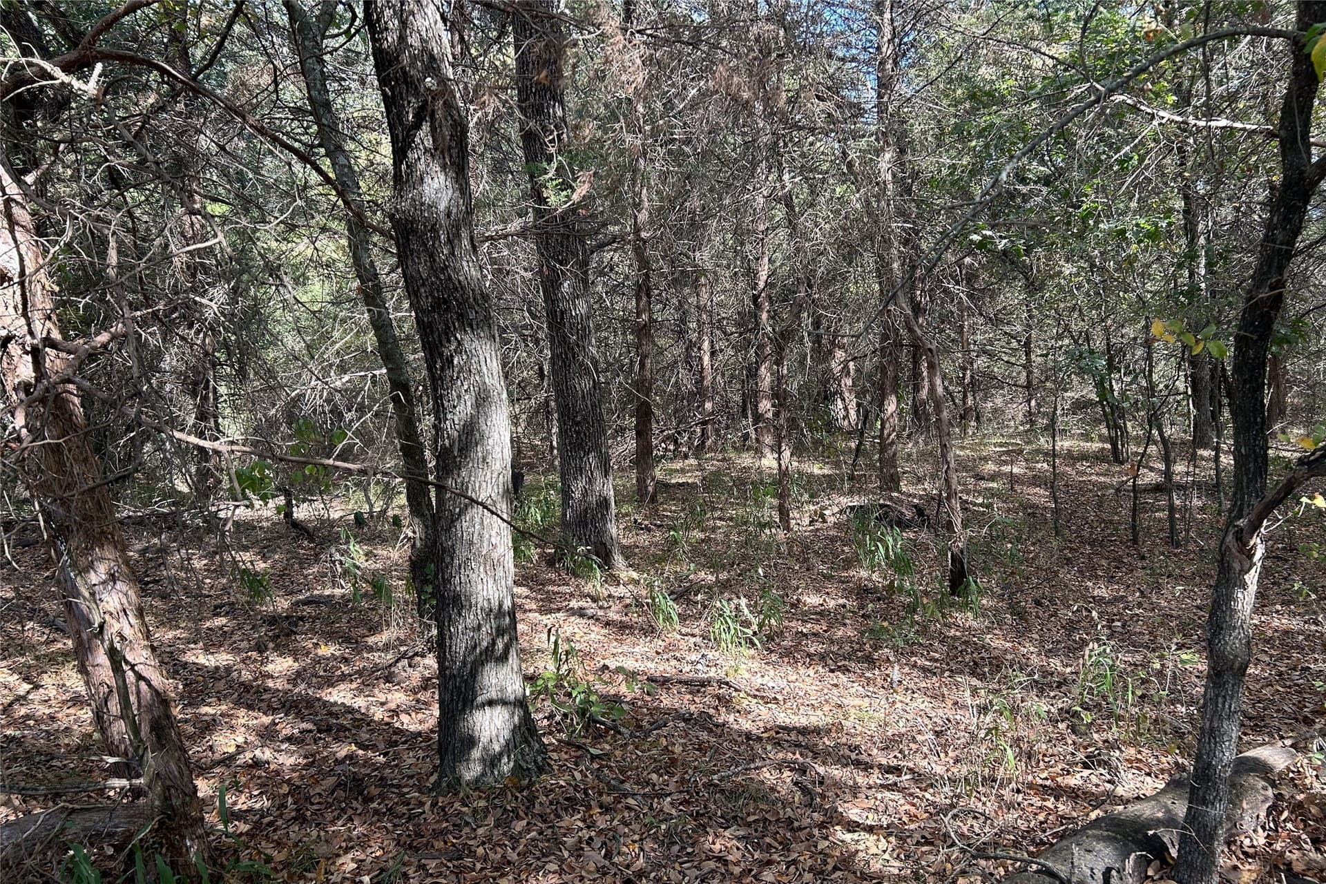 15 acres in Cooke County - photo 9