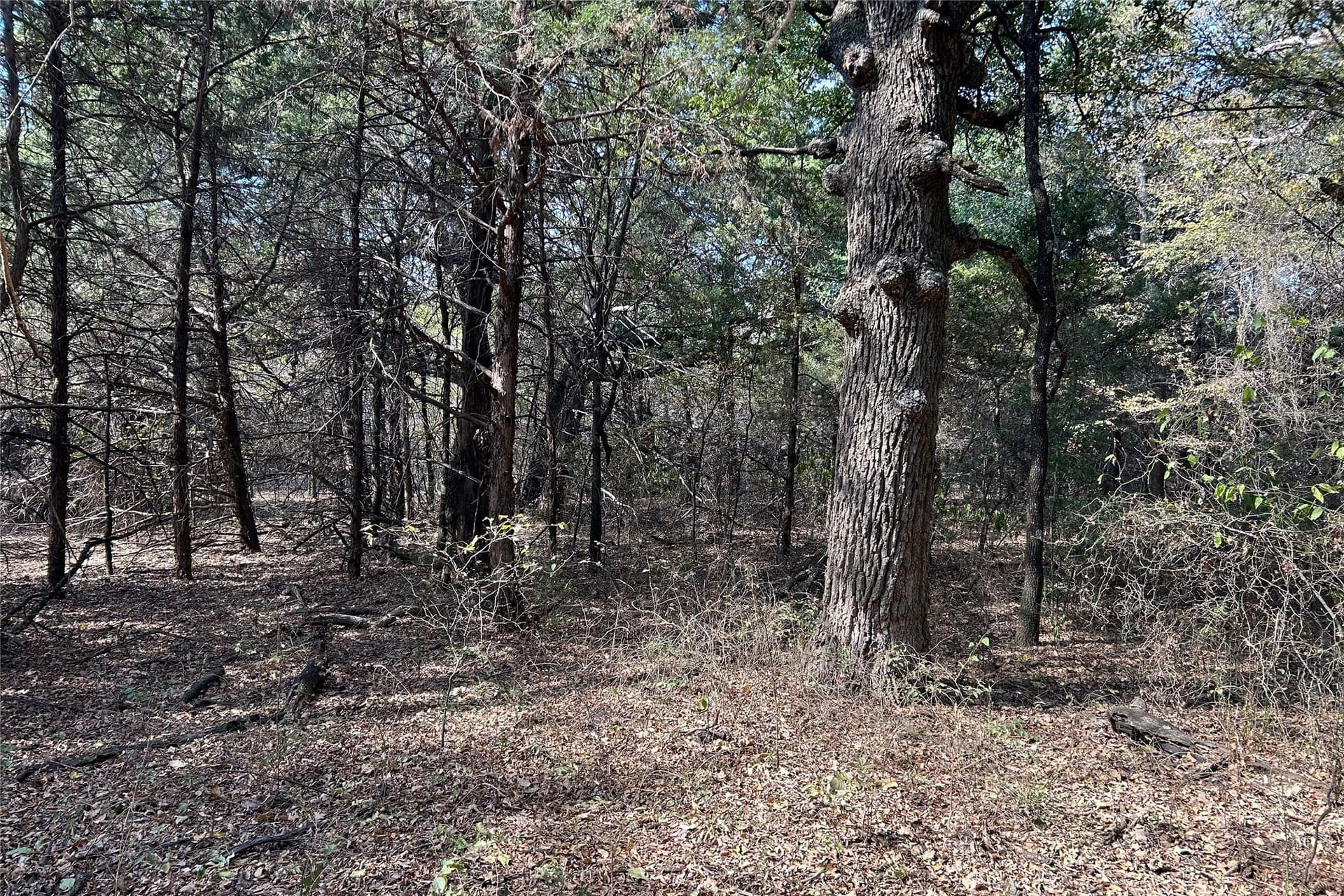 15 acres in Cooke County - photo 8