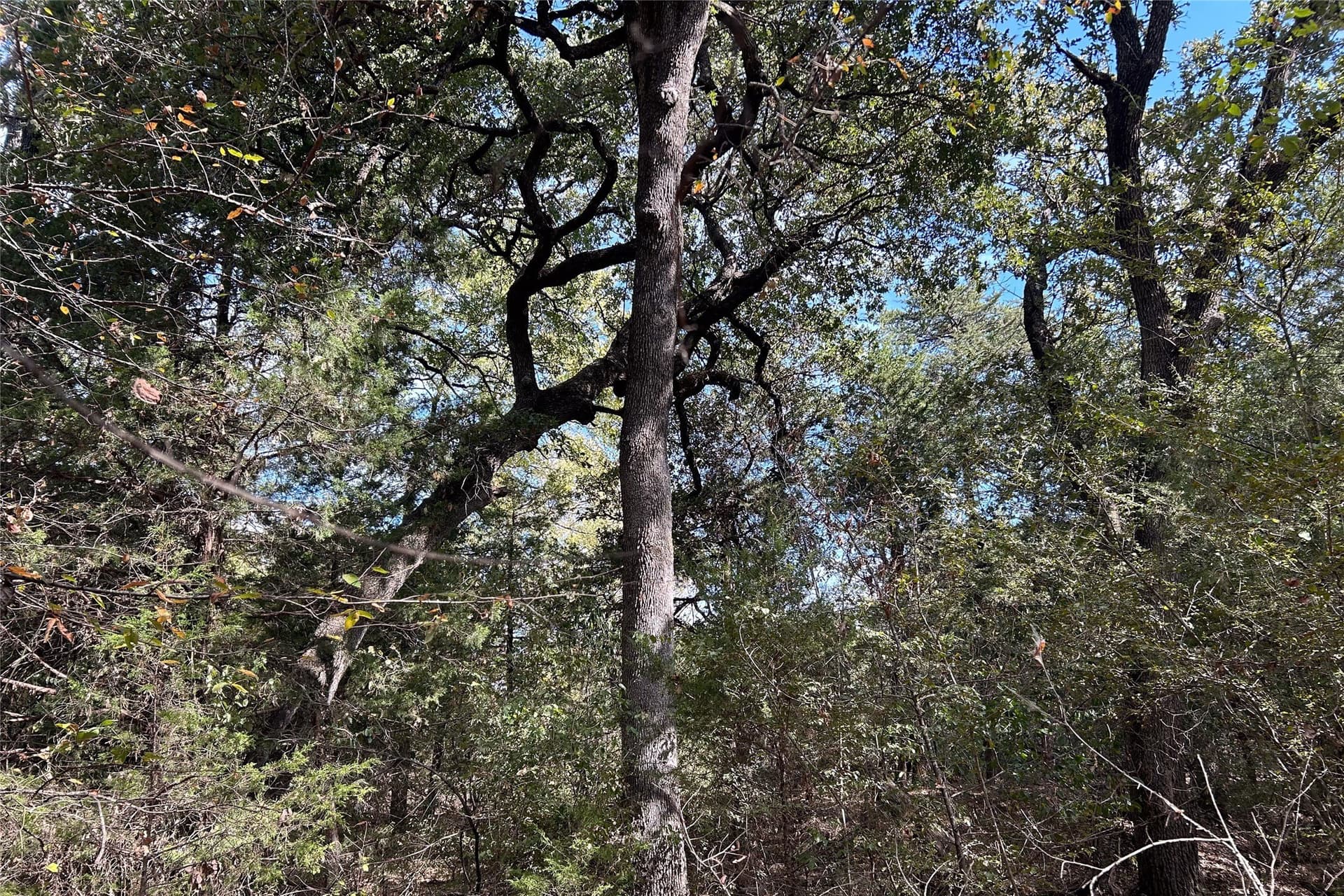 15 acres in Cooke County - photo 11