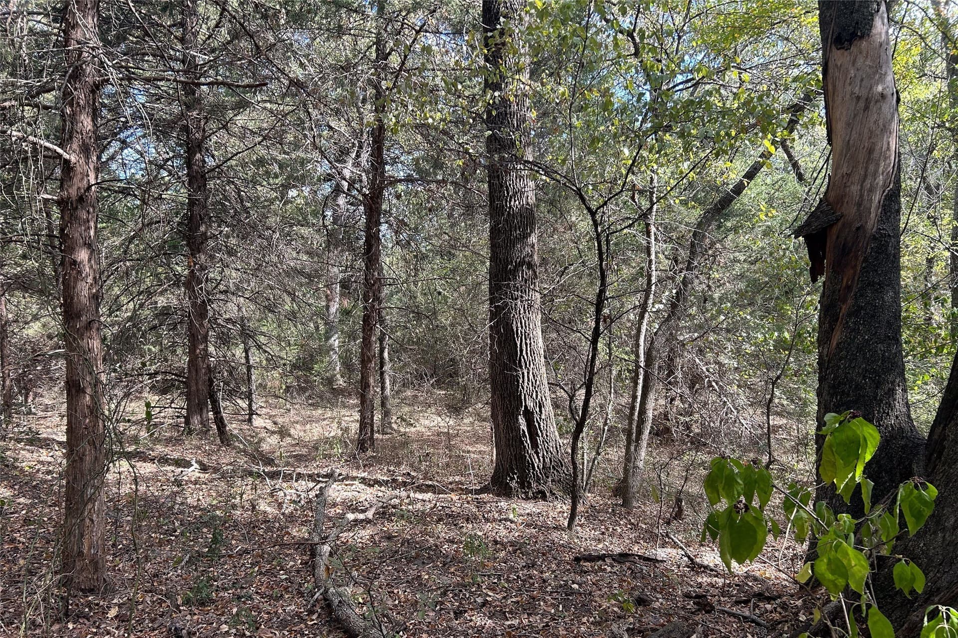 15 acres in Cooke County - photo 10