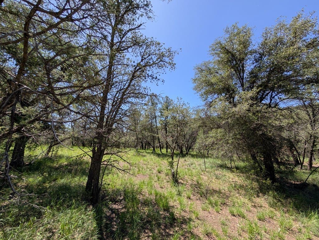 5.2 acres in Jeff Davis County - photo 5