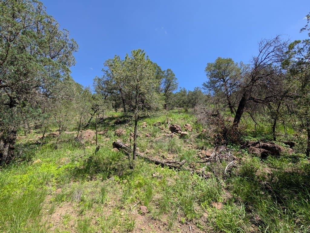 5.2 acres in Jeff Davis County - photo 4