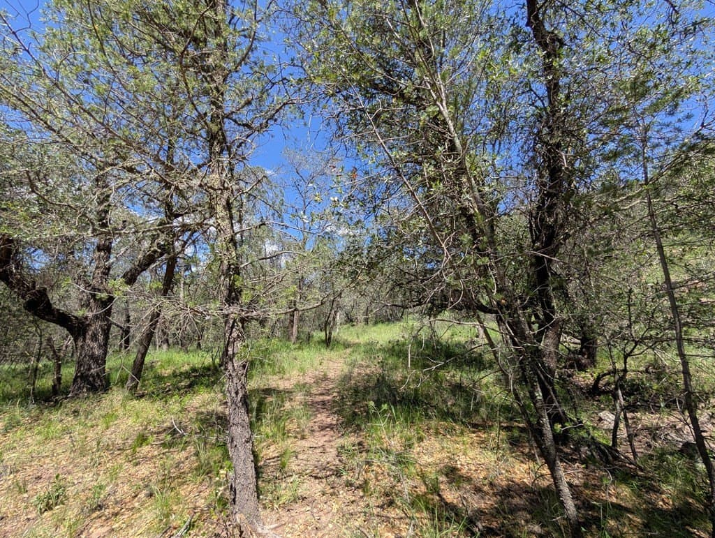 5.2 acres in Jeff Davis County - photo 6