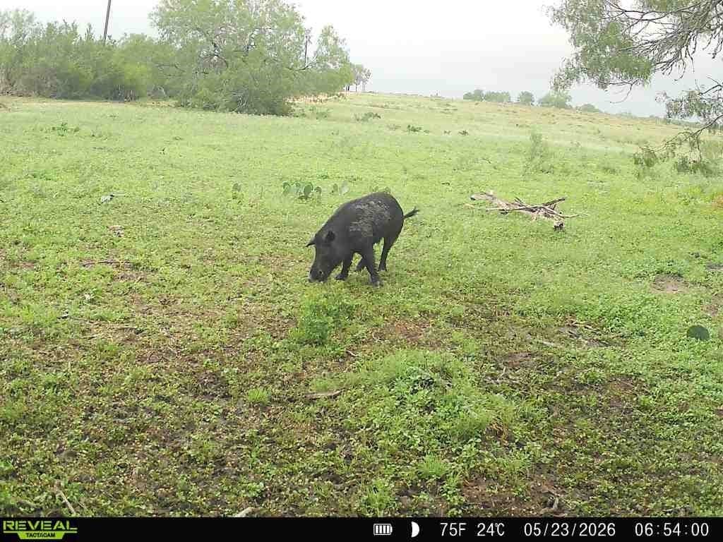 27.02 acres in Duval County gallery image 4
