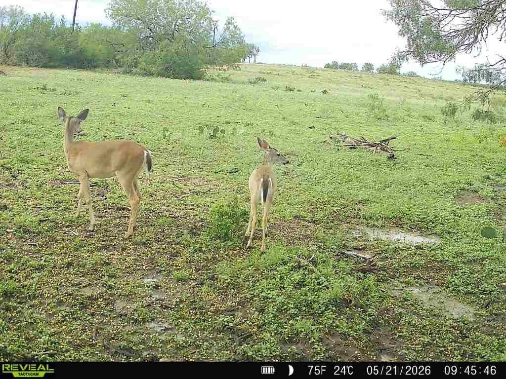 27.02 acres in Duval County gallery image 2