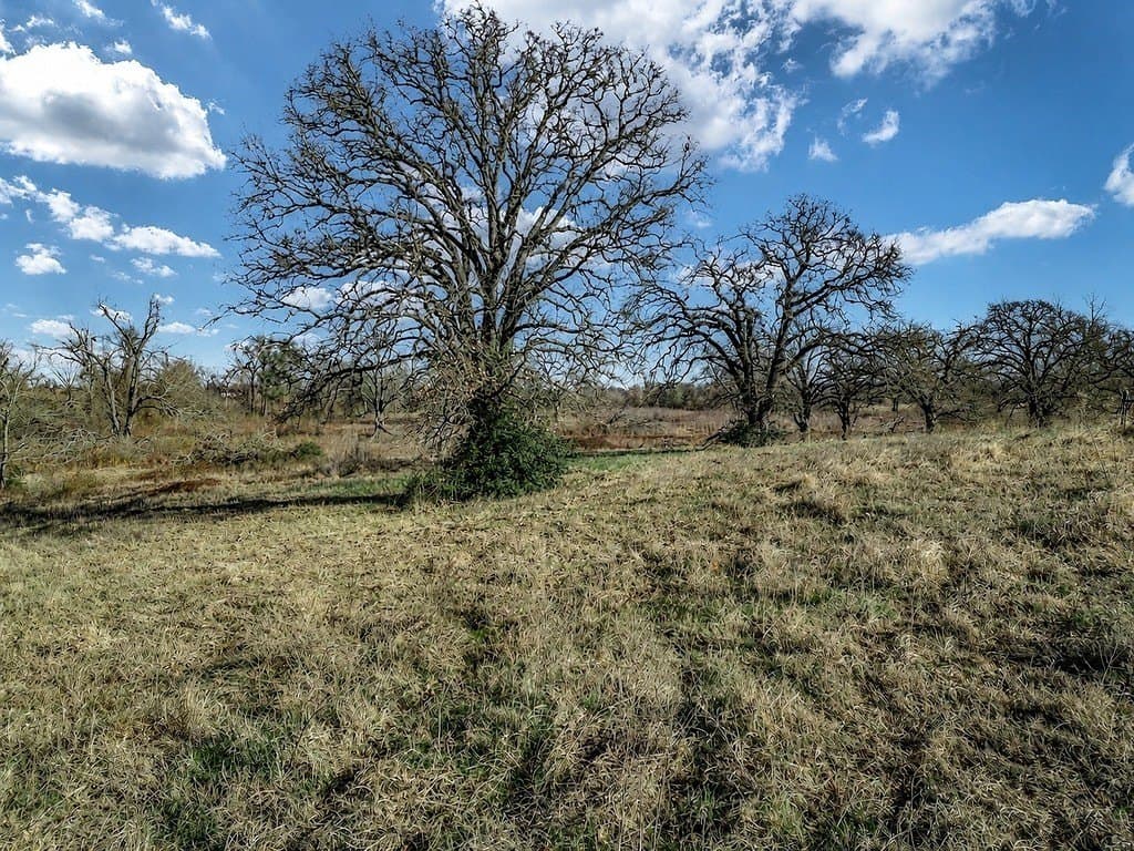 10 acres in Limestone County - photo 9