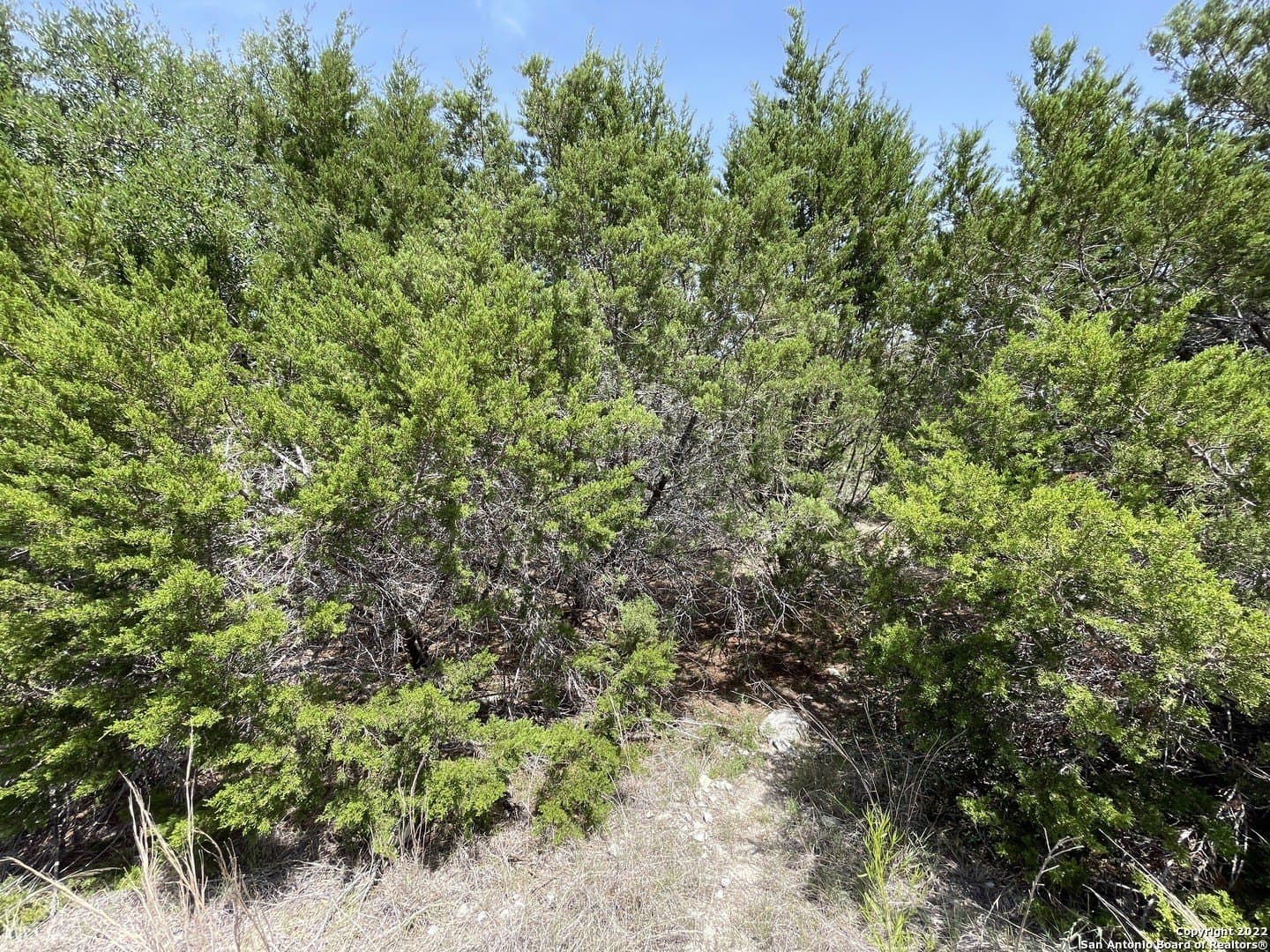 0.89 acres in Comal County gallery image 3