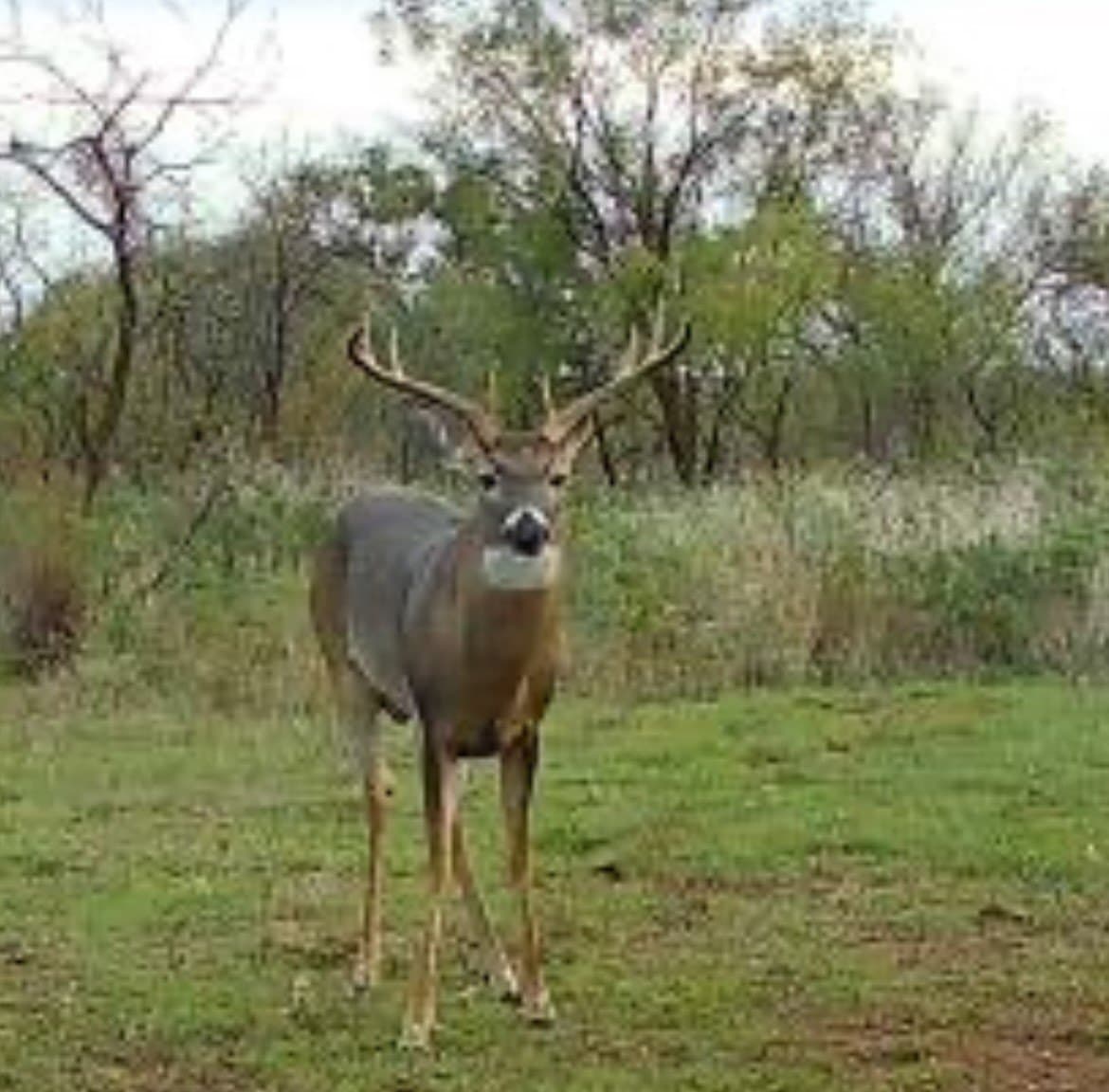 93.69 acres in Montague County - photo 36