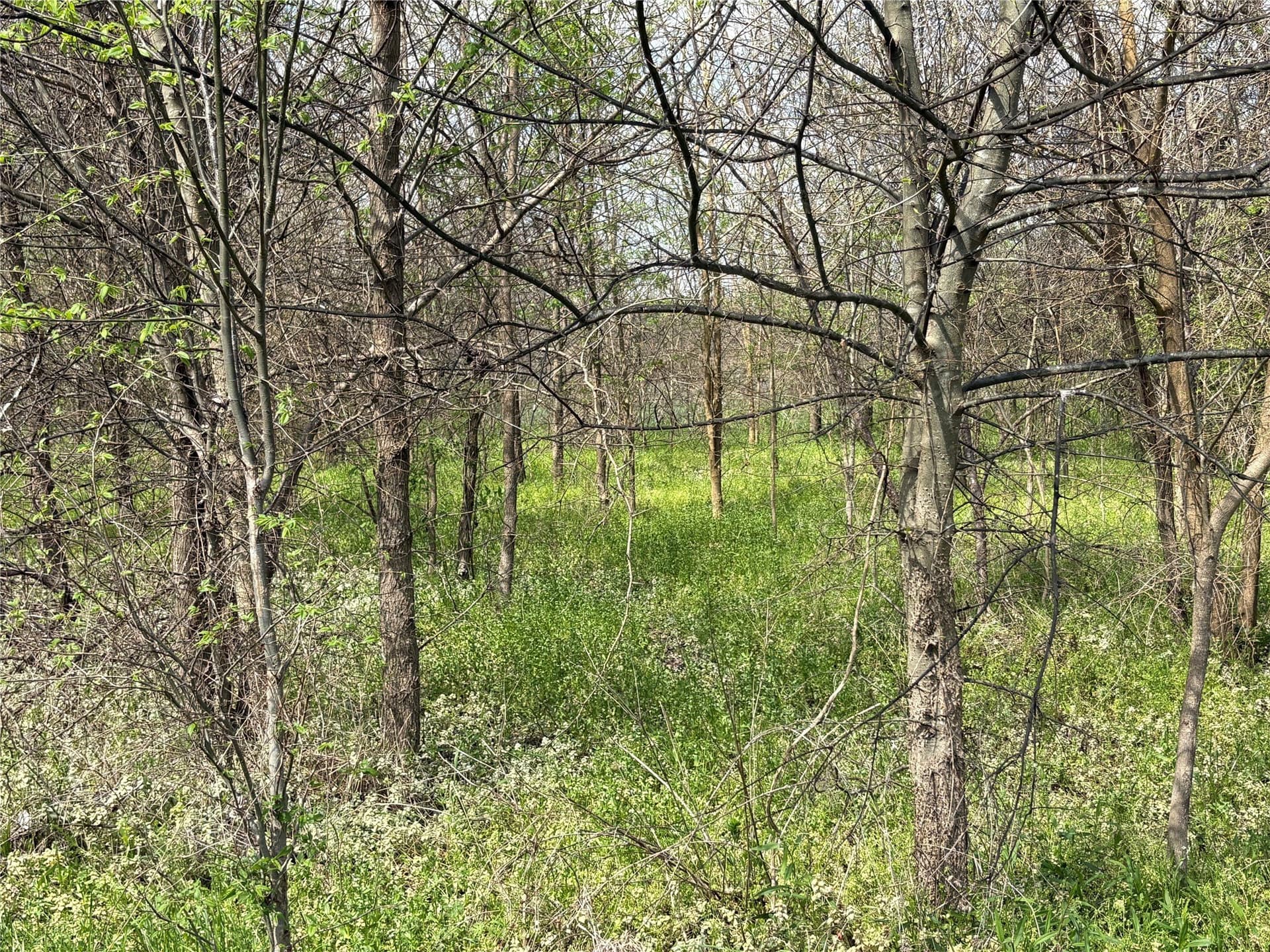 68.85 acres in Hopkins County - photo 20