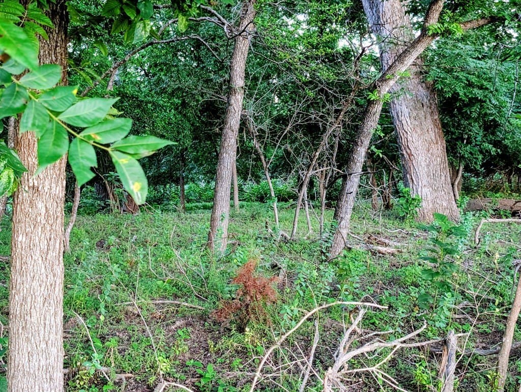 33.3 acres in Gillespie County - photo 18