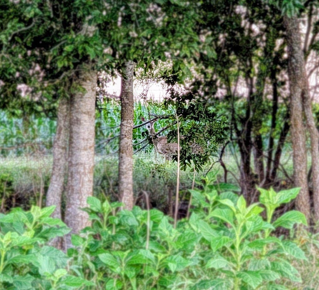 33.3 acres in Gillespie County - photo 26
