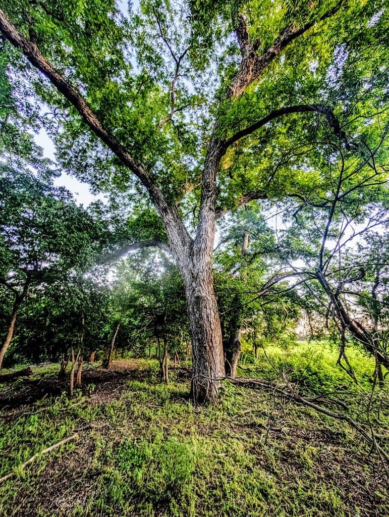 33.3 acres in Gillespie County - photo 19