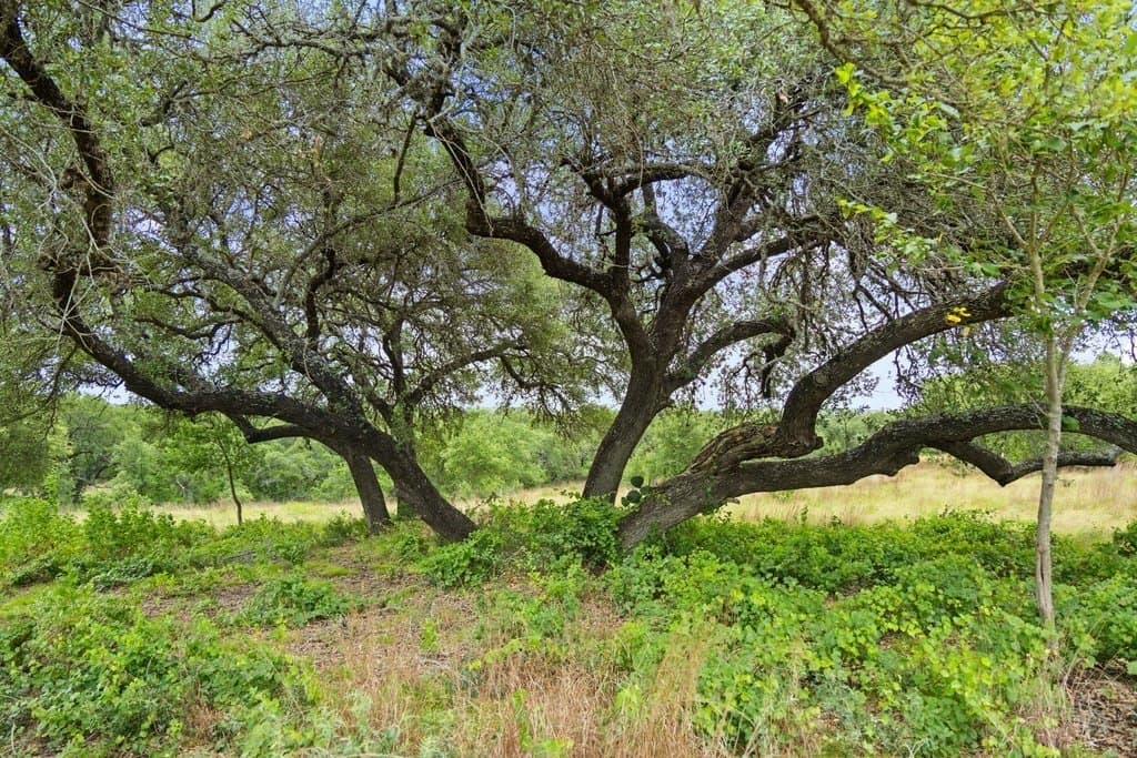 5.88 acres in Blanco County - photo 25