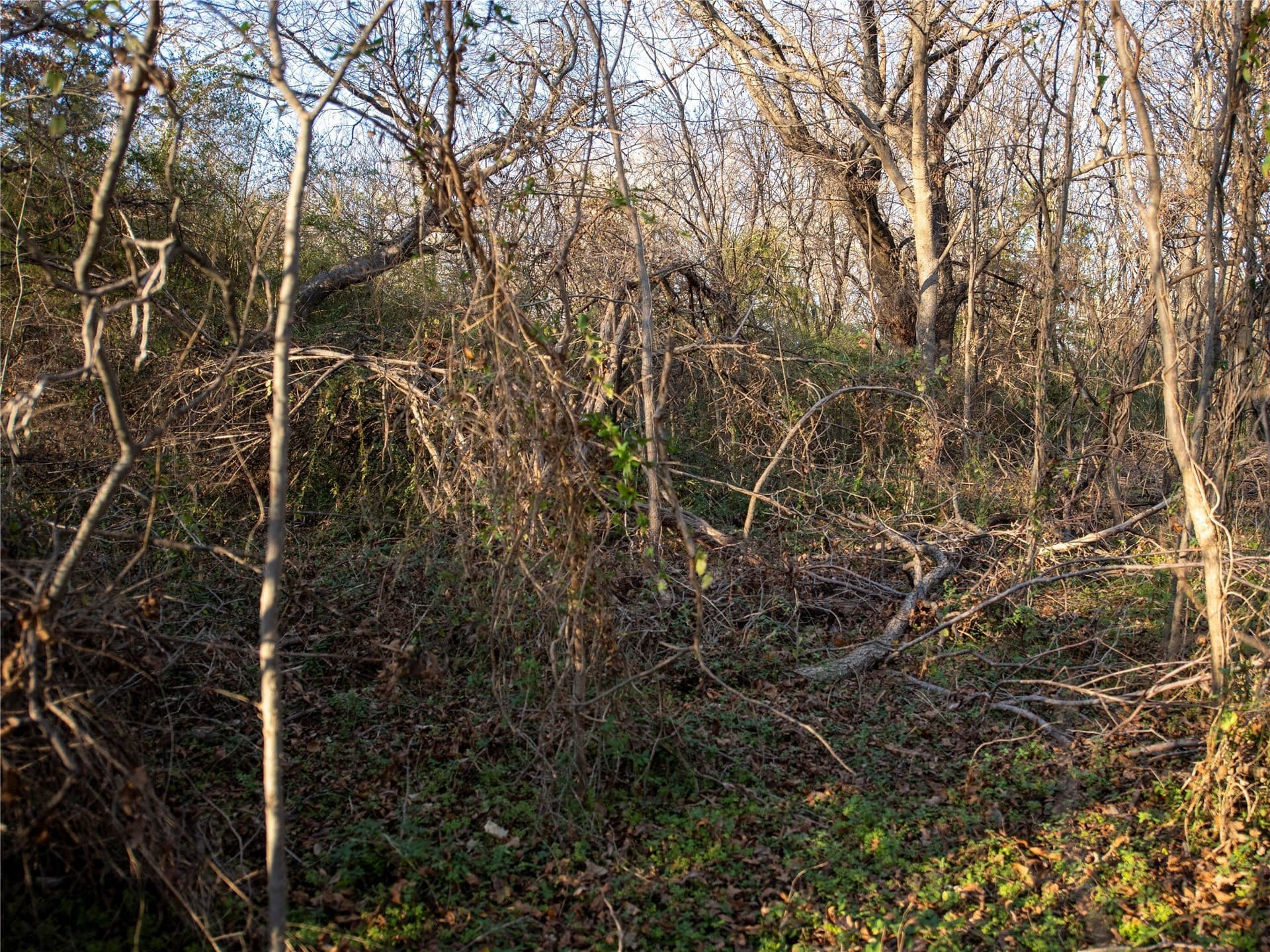 5.74 acres in Dallas County - photo 10