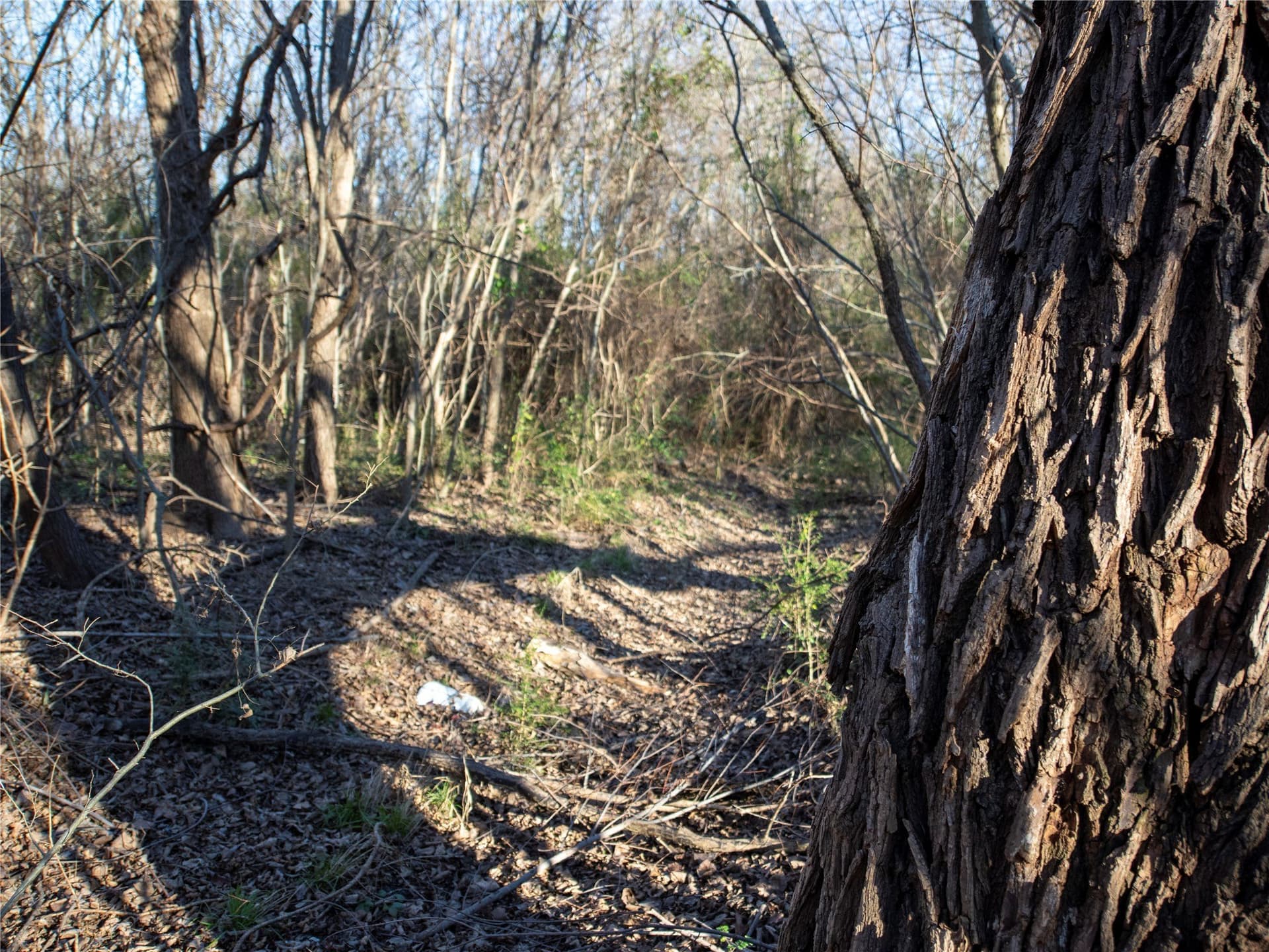 5.74 acres in Dallas County - photo 6