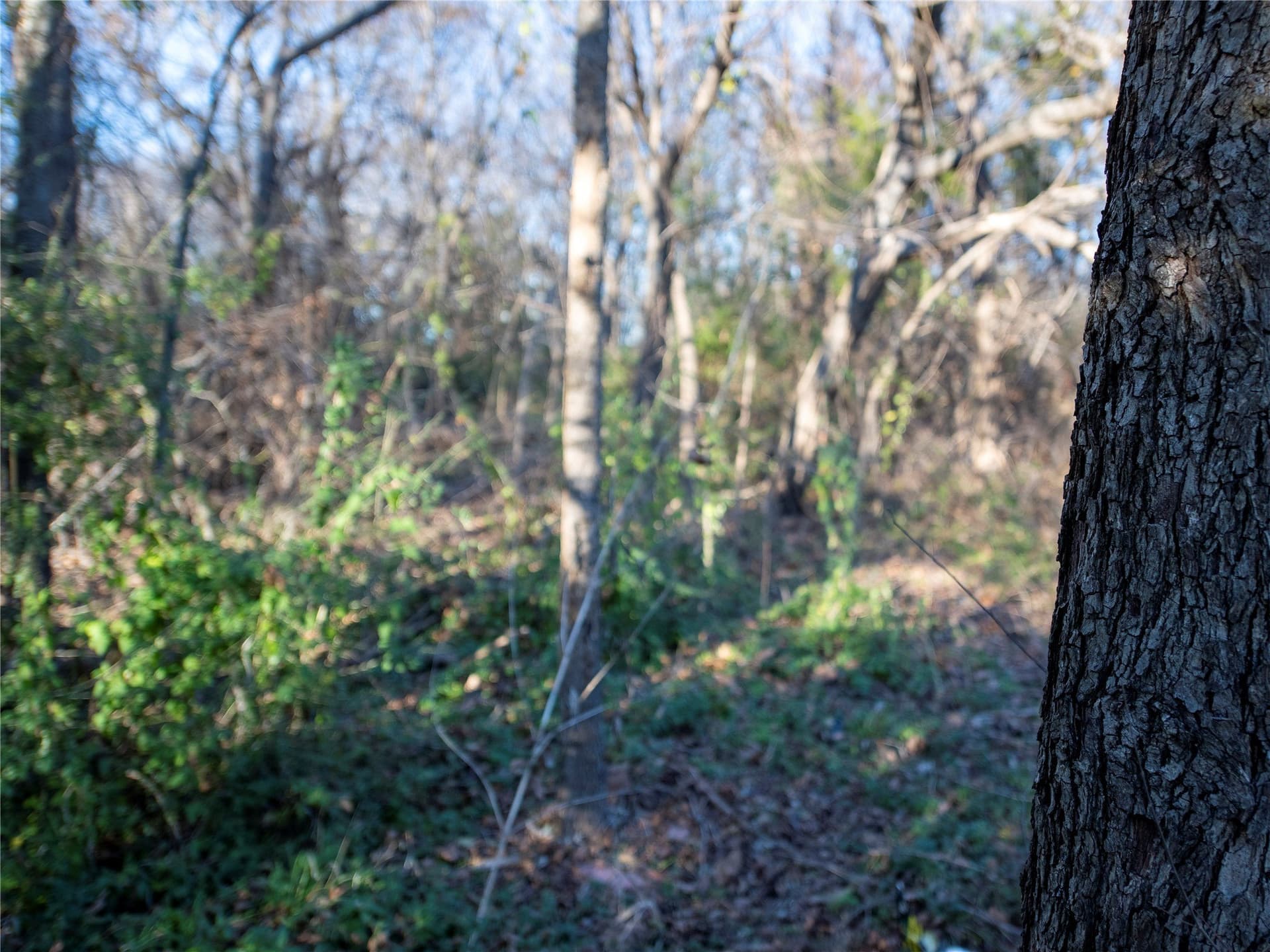 5.74 acres in Dallas County - photo 11