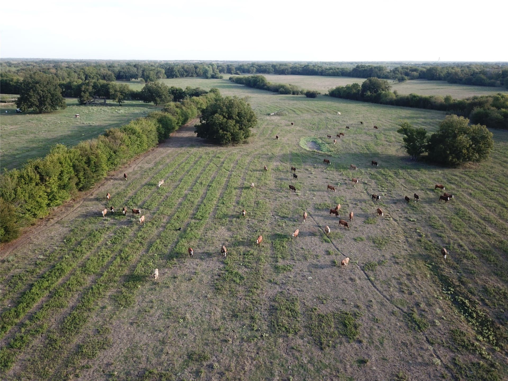 1,003.31 acres in Limestone County - photo 5