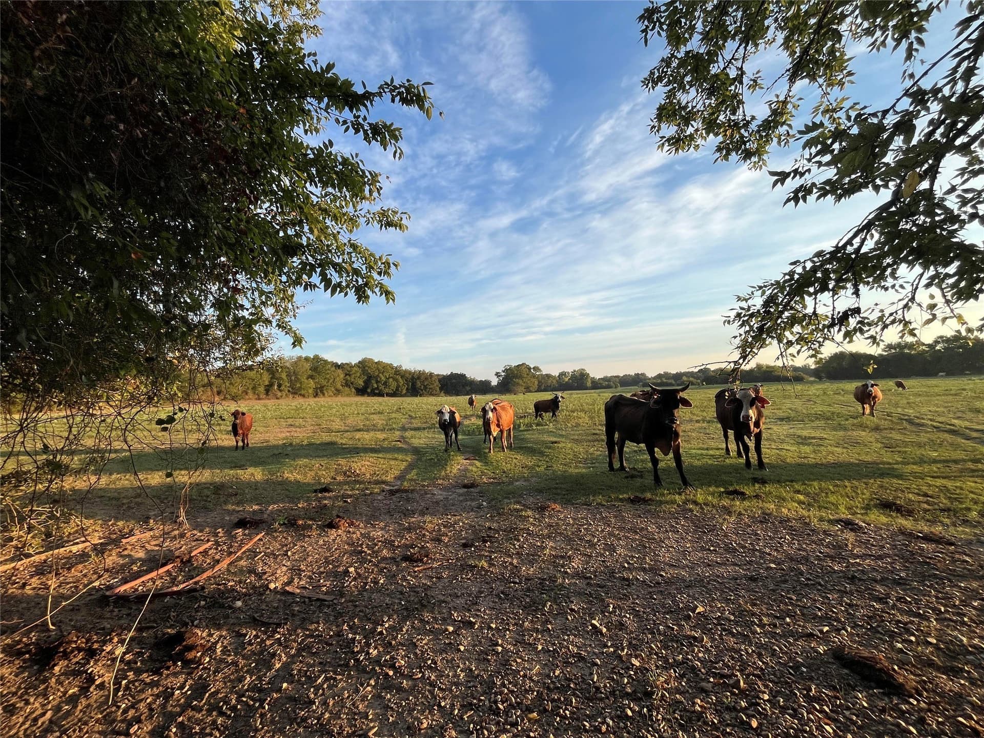 1,003.31 acres in Limestone County - photo 20
