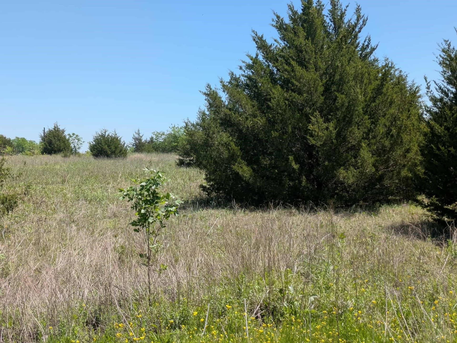 1 acres in Collin County - photo 7