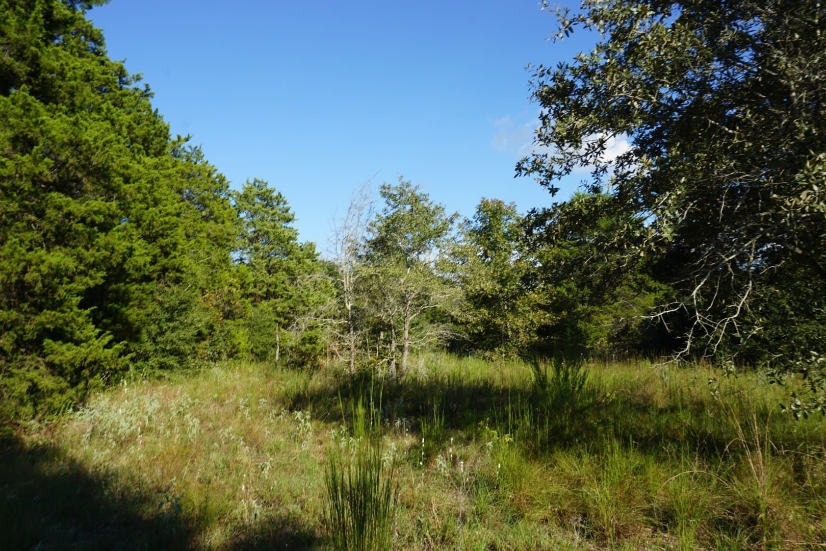 3 acres in Henderson County - photo 6