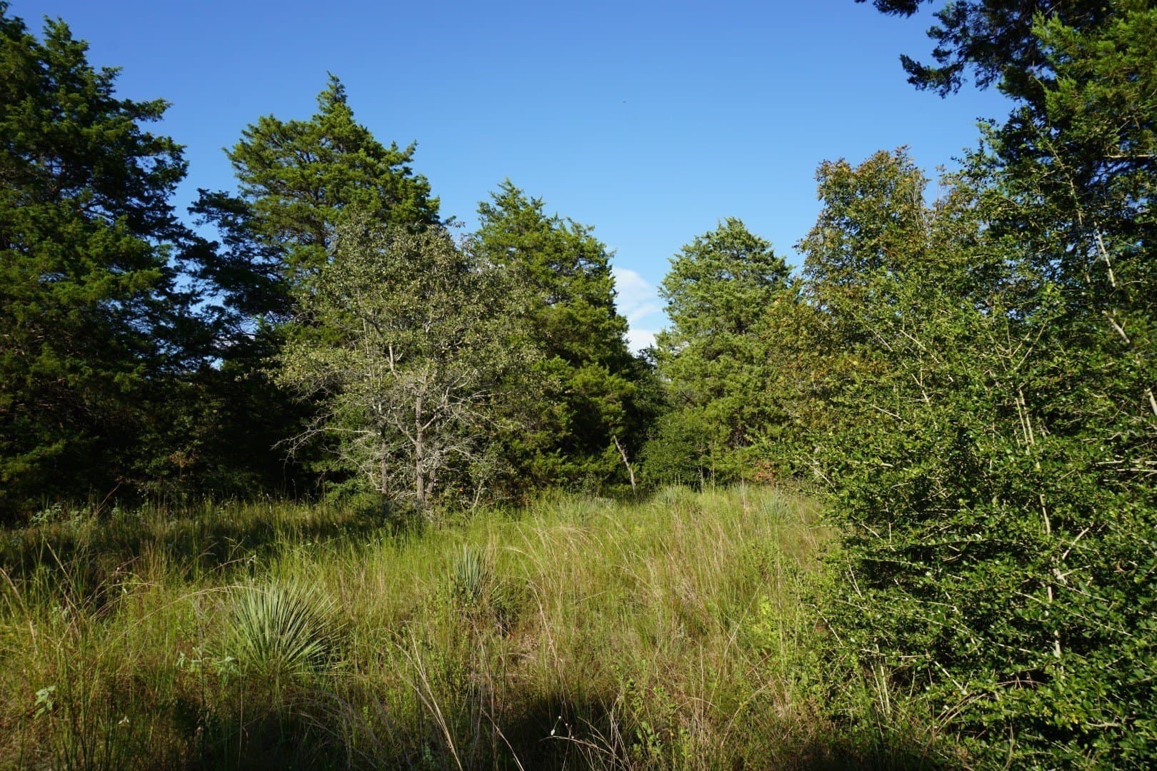 3 acres in Henderson County - photo 19