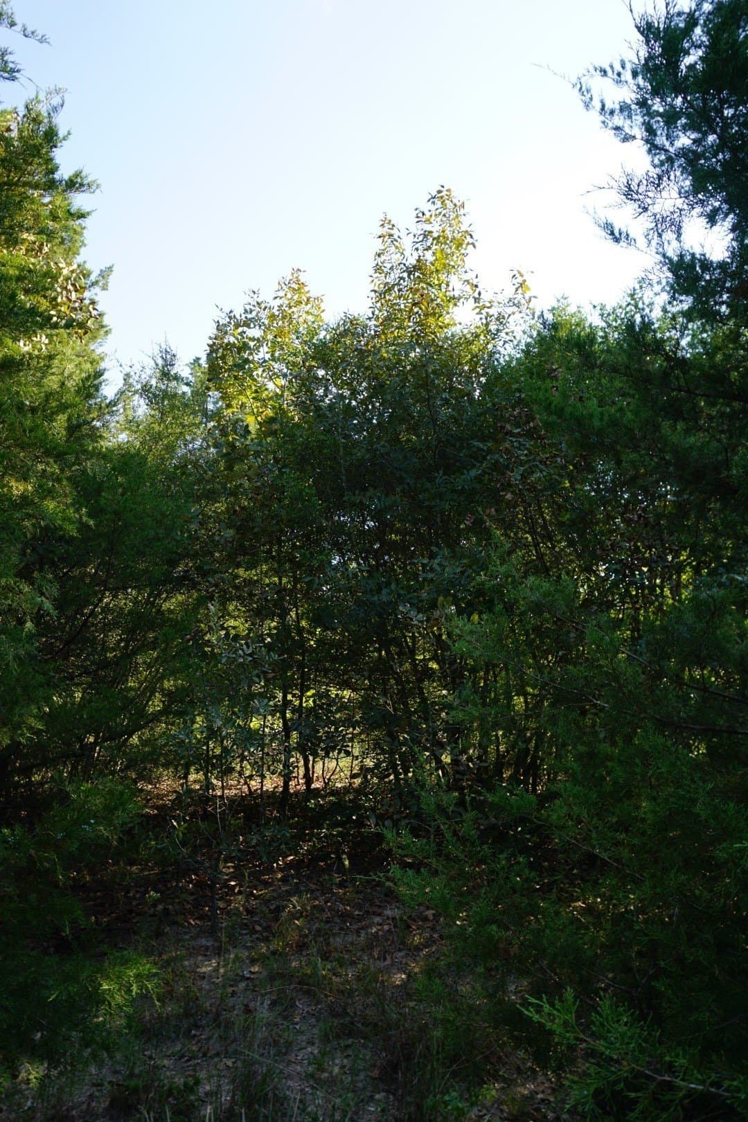 3 acres in Henderson County - photo 29