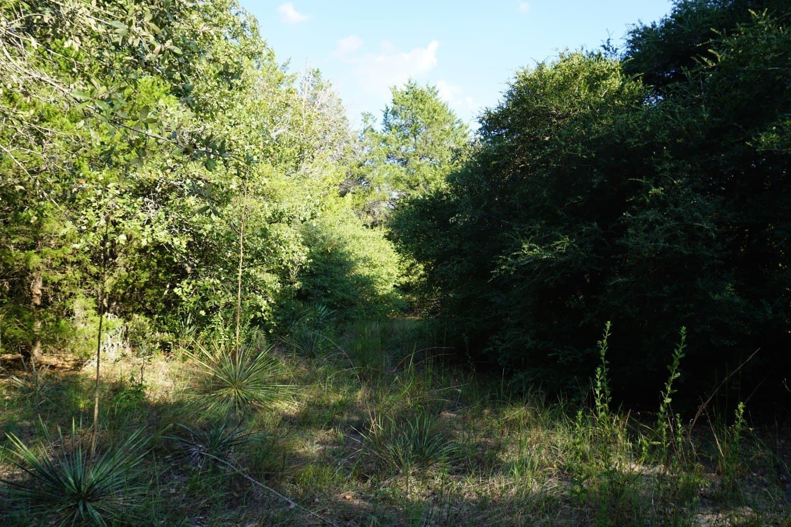 3 acres in Henderson County - photo 11