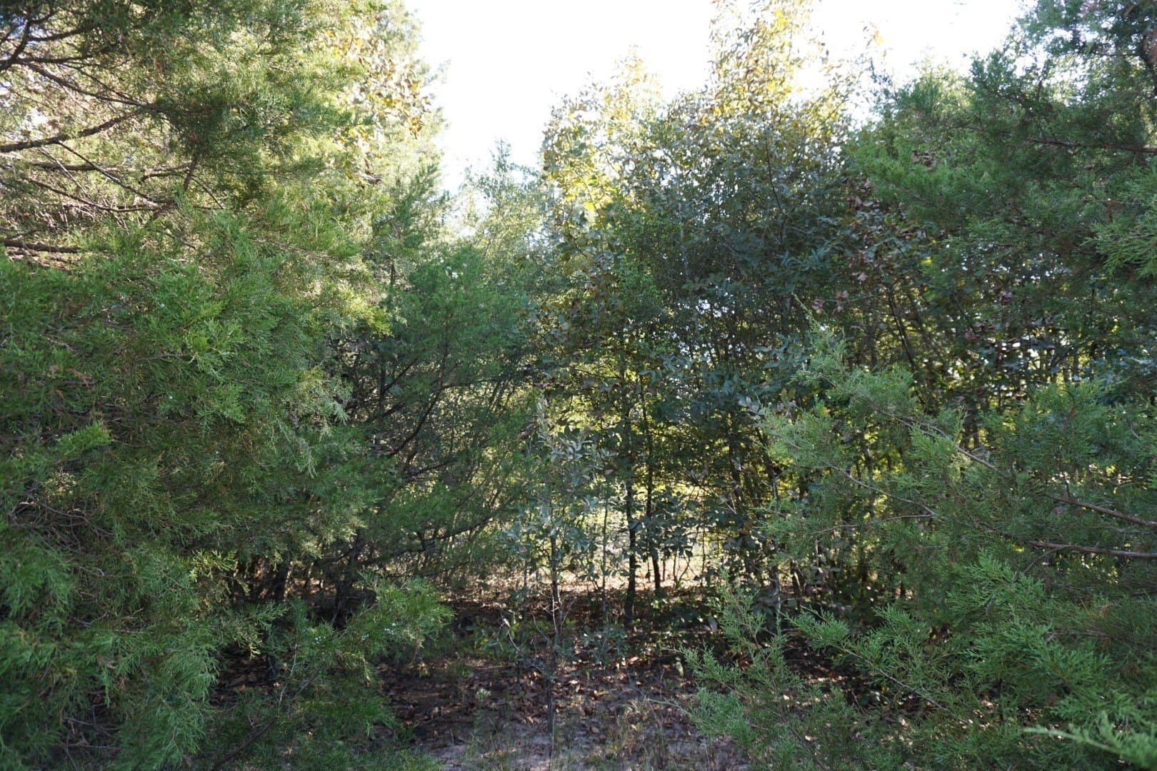 3 acres in Henderson County - photo 30