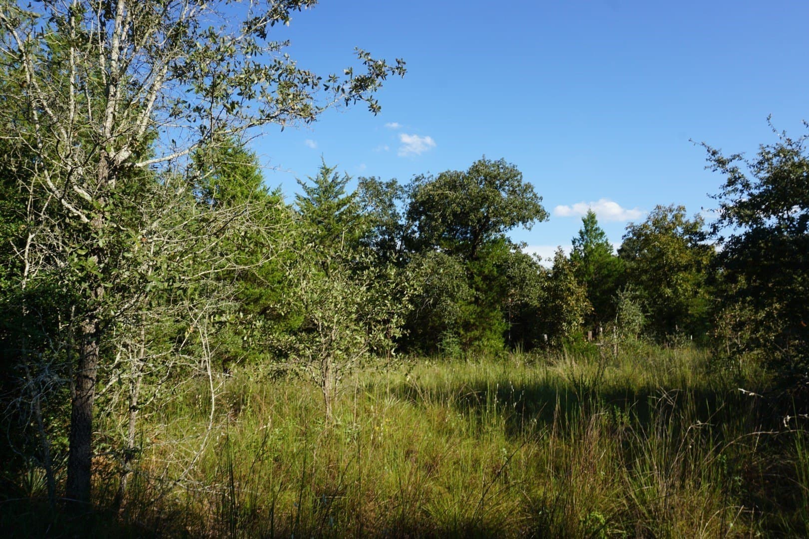 3 acres in Henderson County - photo 16