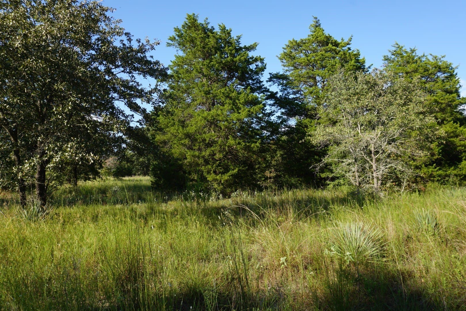 3 acres in Henderson County - photo 20