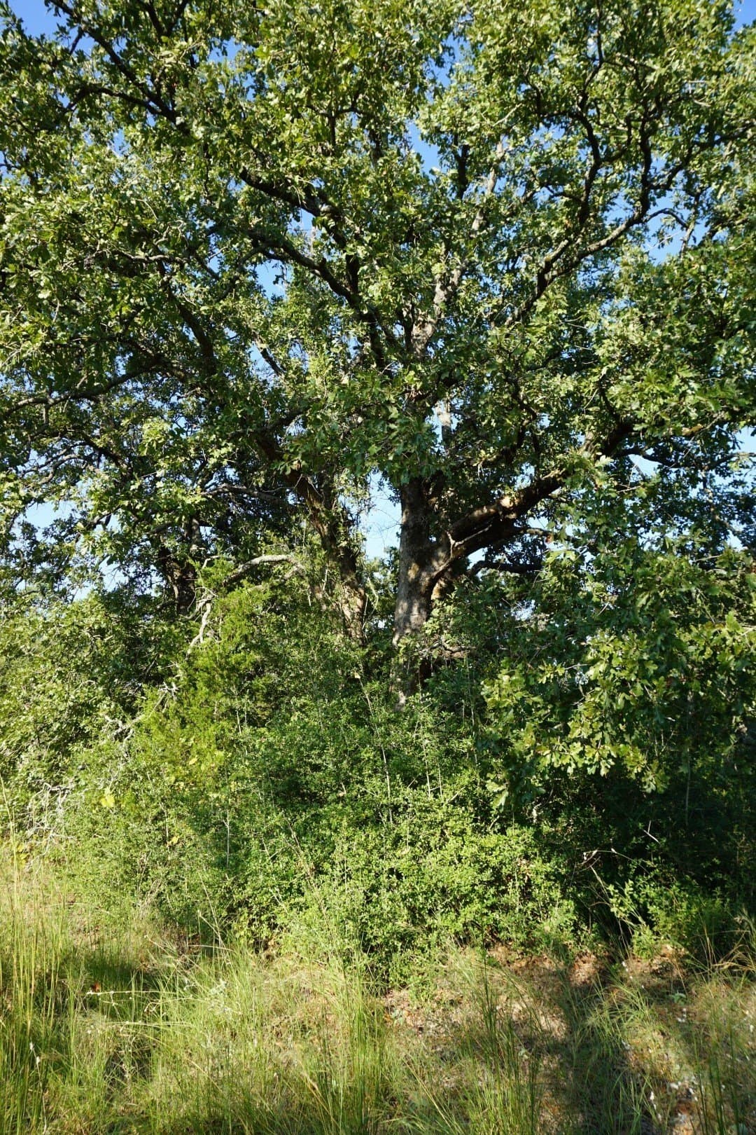 3 acres in Henderson County - photo 24