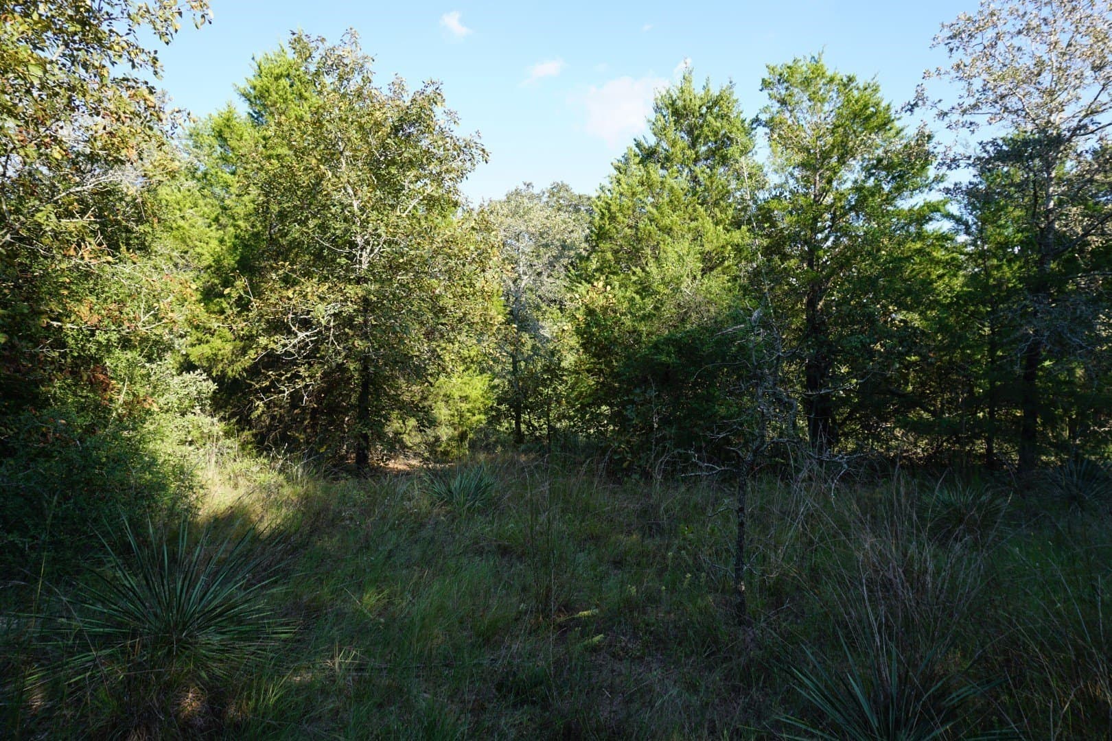 3 acres in Henderson County - photo 13