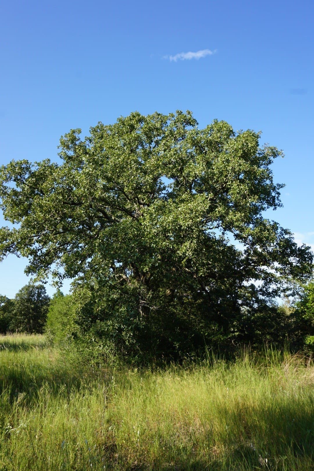 3 acres in Henderson County - photo 23