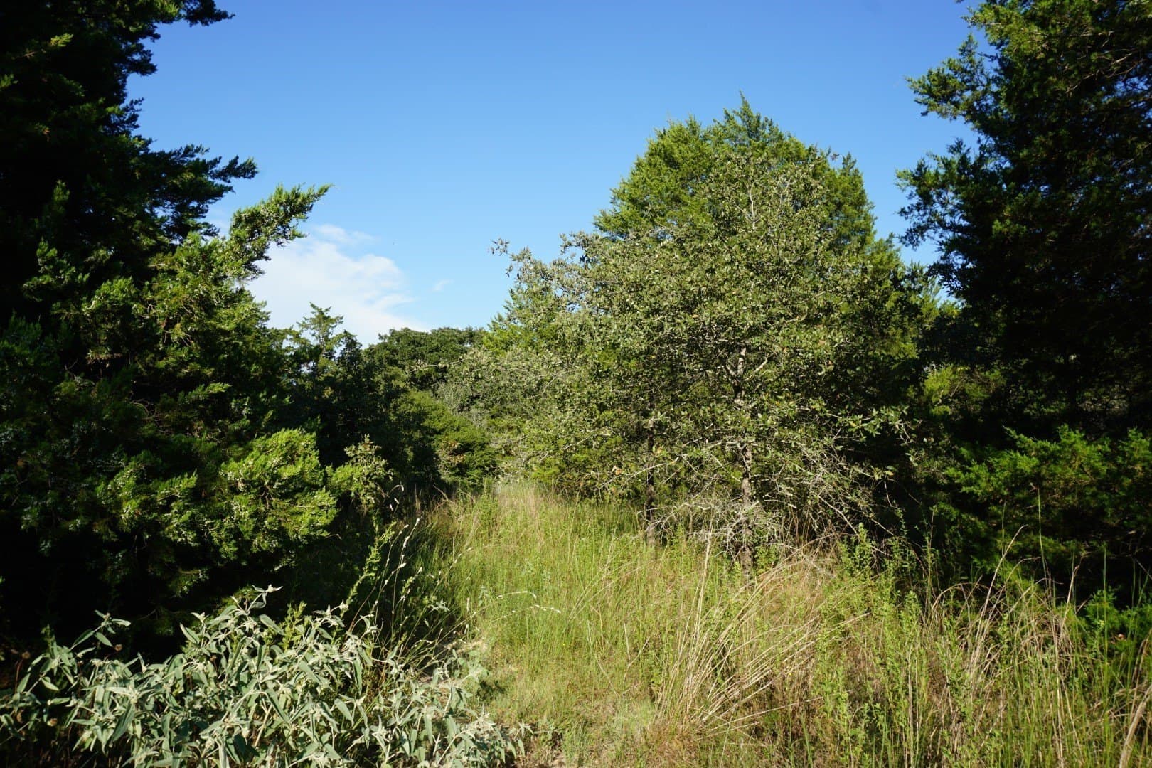 3 acres in Henderson County - photo 8