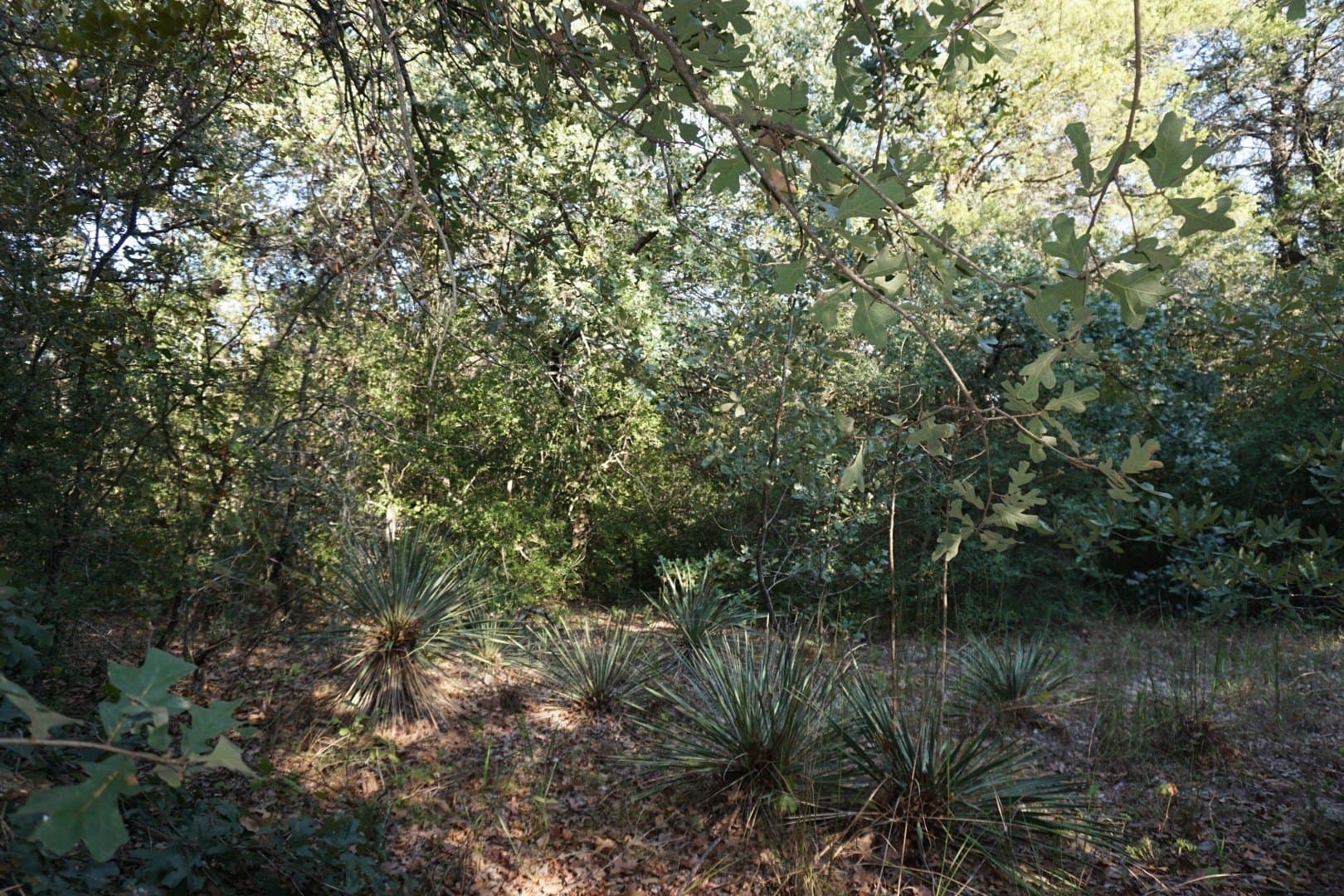3 acres in Henderson County - photo 33