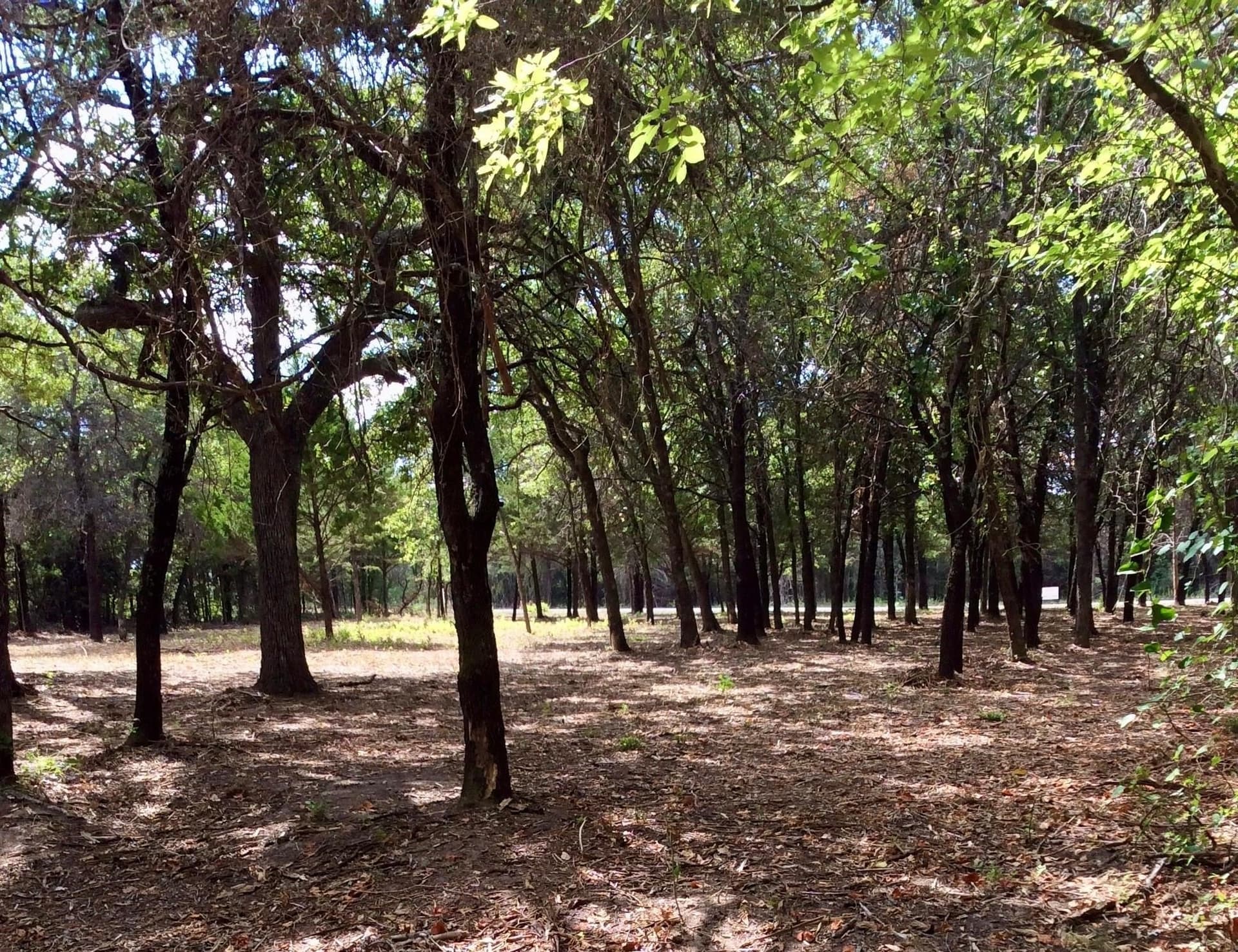 3.56 acres in Montague County gallery image 2