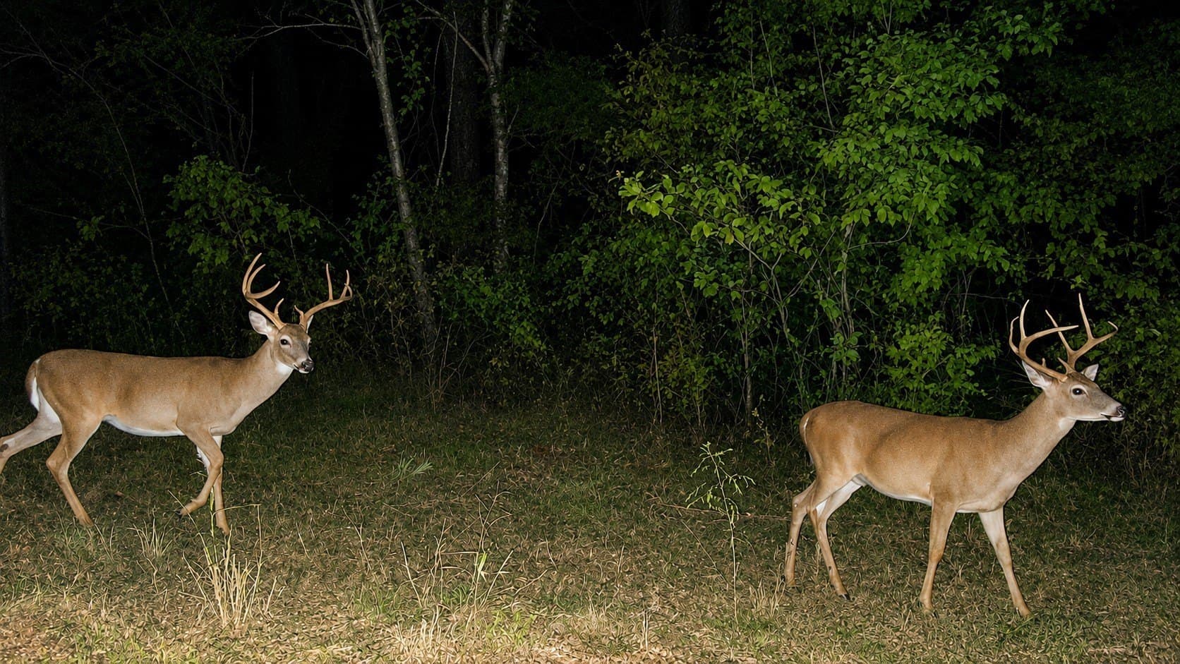23.25 acres in Smith County gallery image 2