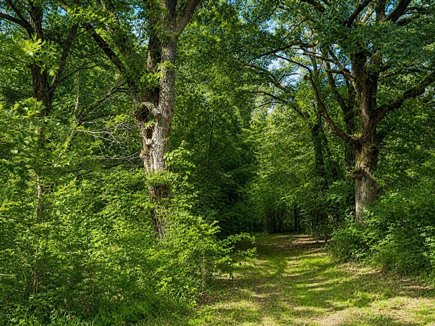 23.25 acres in Smith County